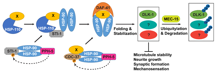 熱休克蛋白和蛋白降解系統之間的拮抗作用模型。